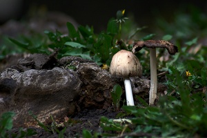 macro